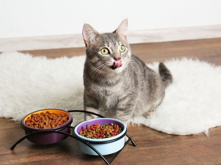 Cat Eating